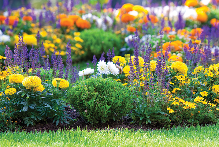 Colorful_Flowers