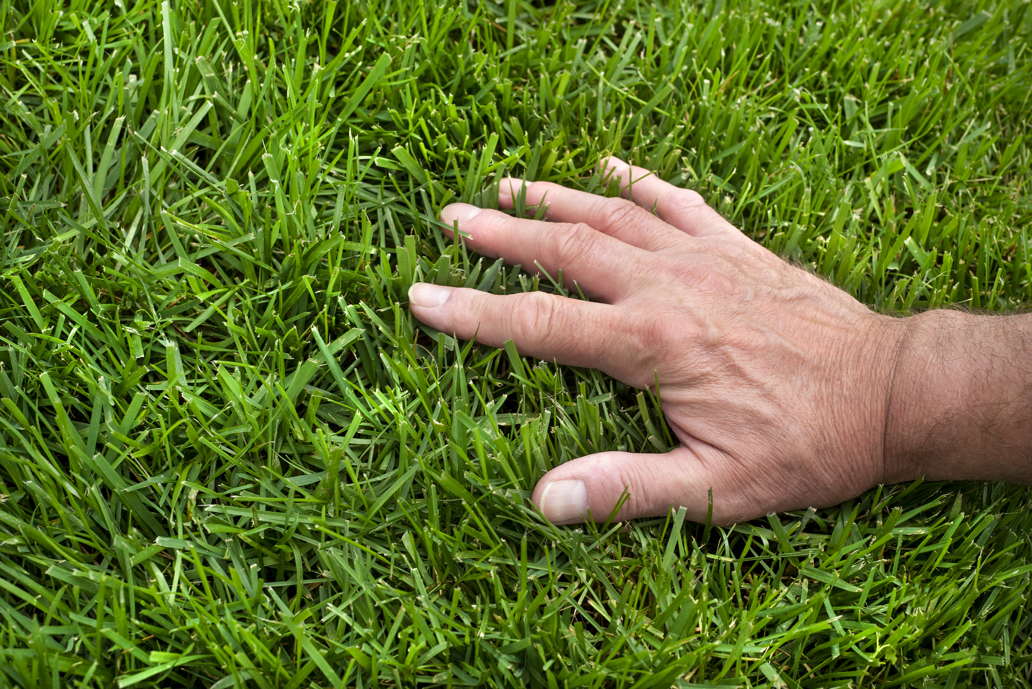 Hand running through blades of grass