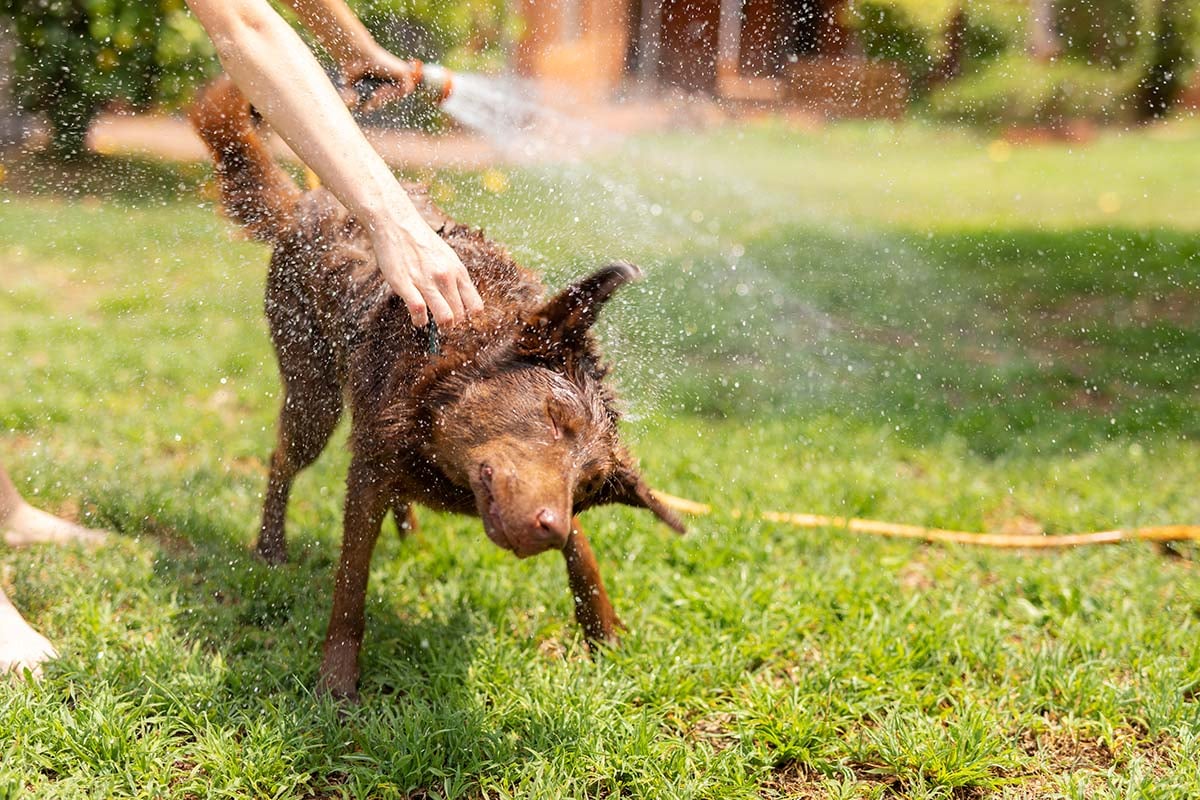 conserve-water-in-summer---wash-pets-outside