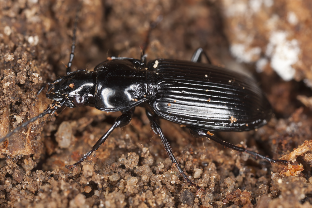Ground Beetle, The 5 Best Pests for Your Lawn