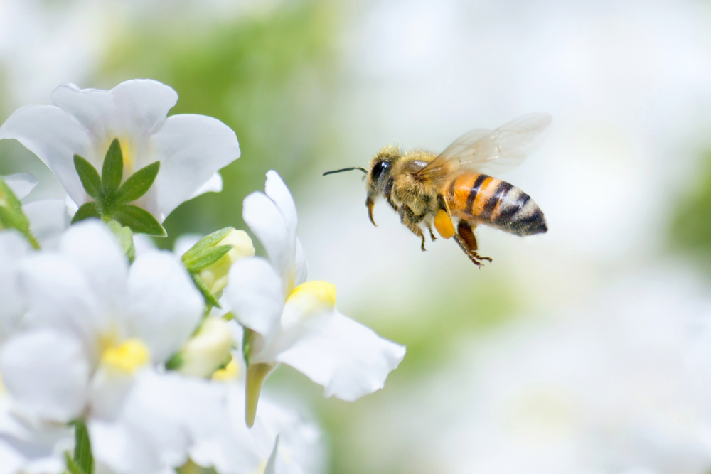 Honeybee, The 5 Best Pests for Your Lawn