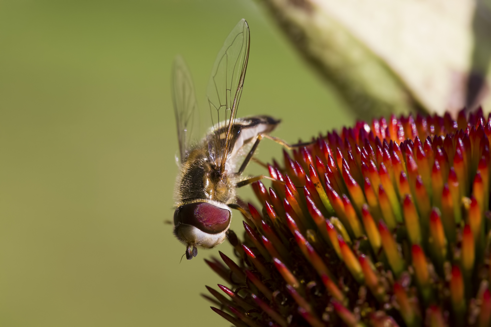 HoverFly, The 5 Best Pests for Your Lawn