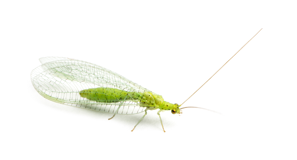 Lacewing, The 5 Best Pests for Your Lawn