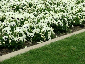 Flowers - Pansies