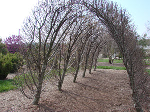 Trees pruned