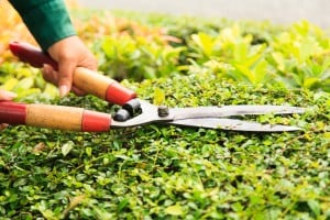 Trim shrubs and trees, 8 Easy Yard Care Tips to Help Sell Your Home