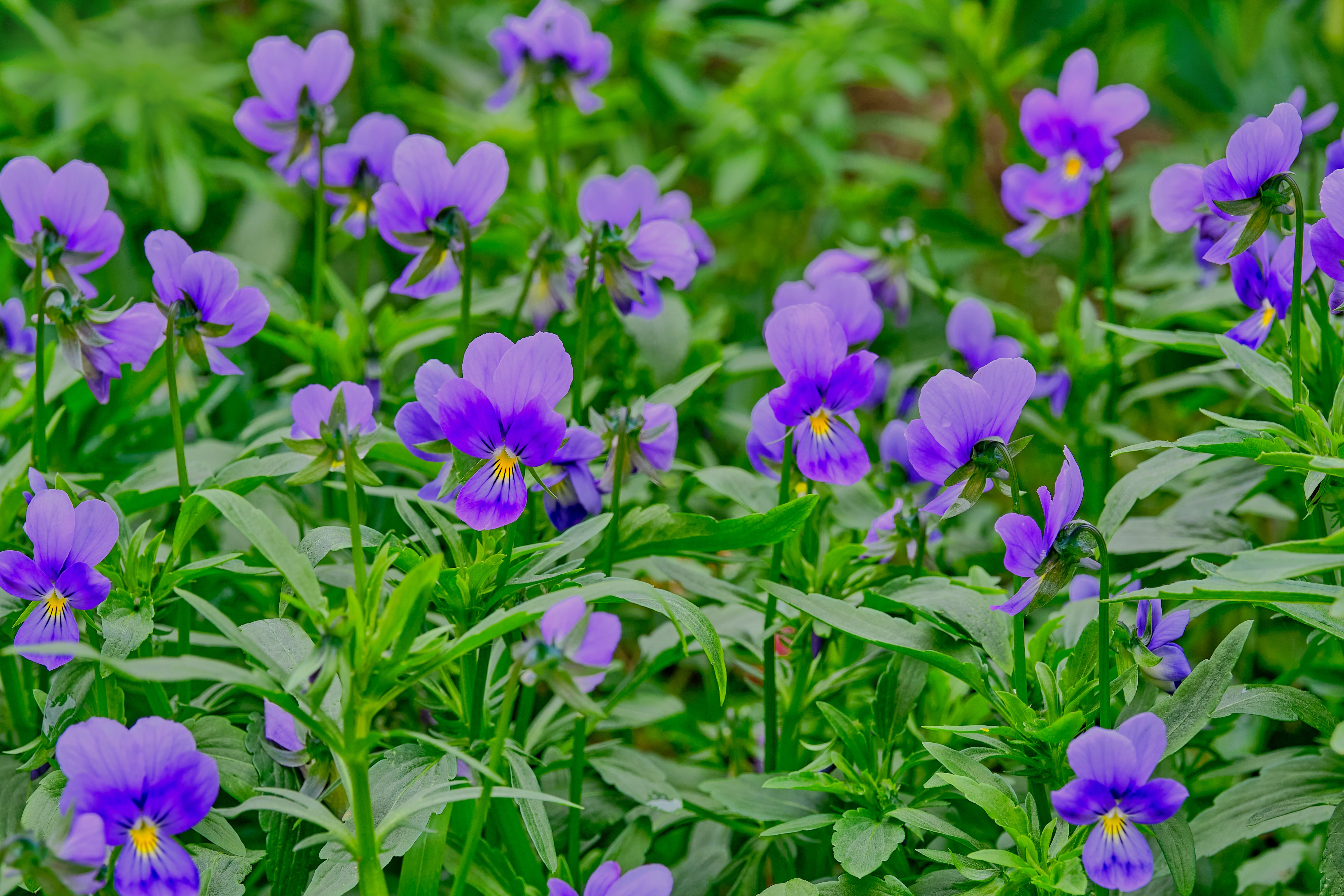 blooming-in-the-garden-violets-pansies-2022-02-22-06-39-36-utc
