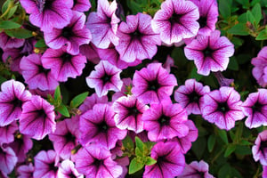 bright-pink-petunia-flowers-for-a-background-2022-02-07-01-25-37-utc