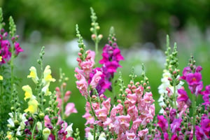 colorful-snapdragons-flowers-growing-in-a-flower-g-2022-08-01-04-12-27-utc