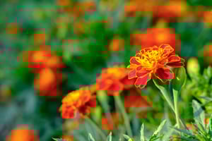 marigold-flowers-under-sunshine-2021-12-24-05-58-30-utc
