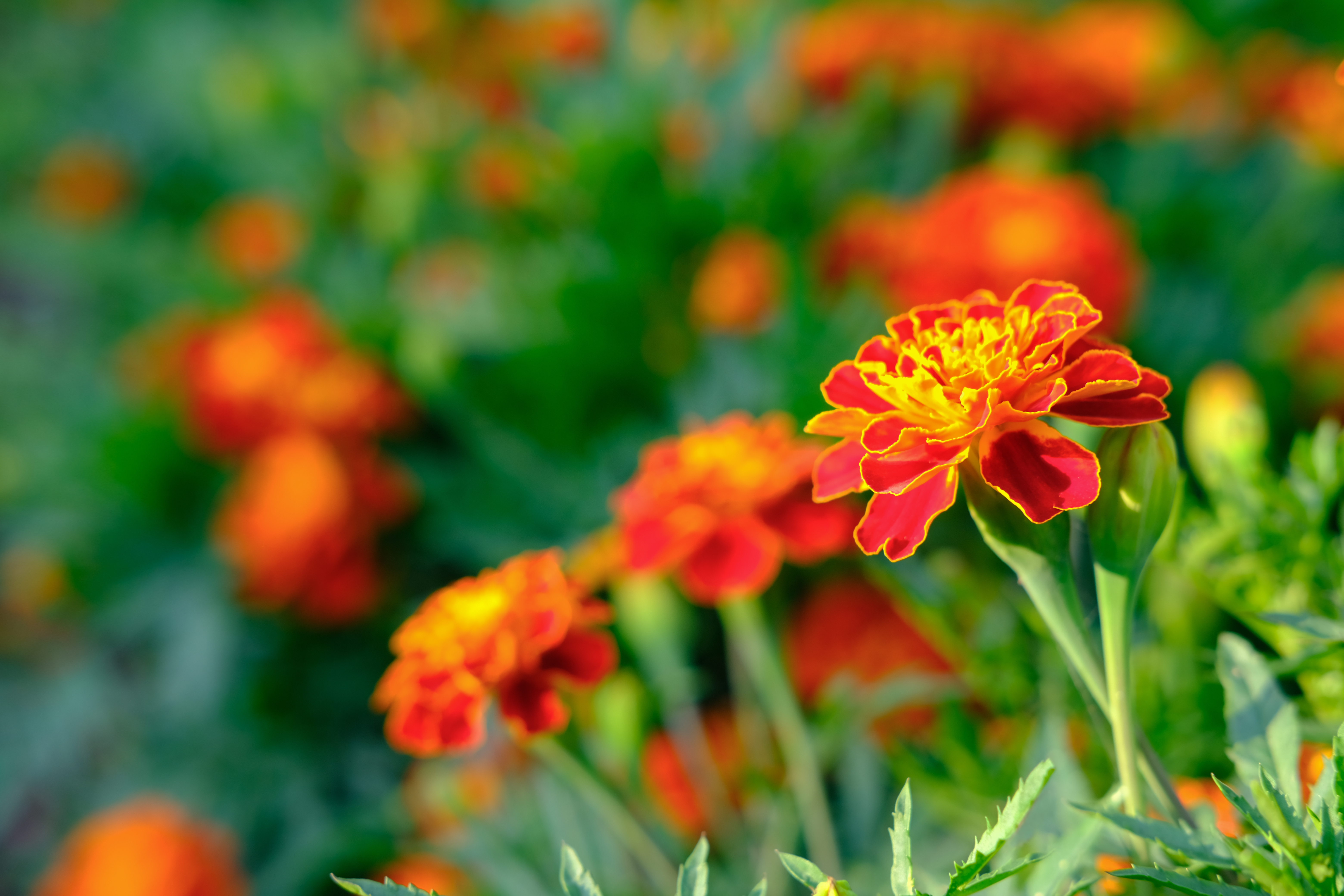 marigold-flowers-under-sunshine-2021-12-24-05-58-30-utc