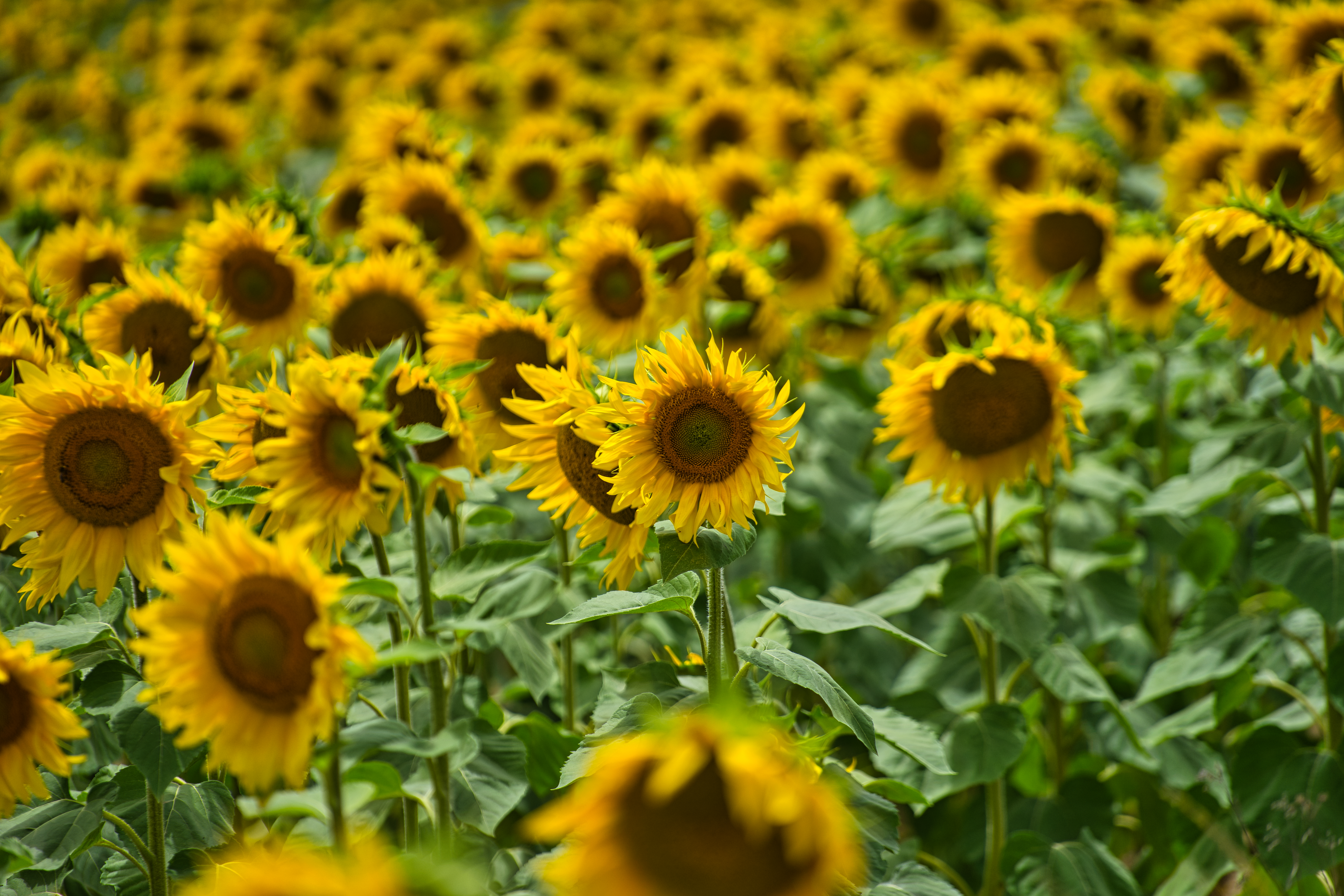 sunflowers-2021-08-29-09-39-21-utc